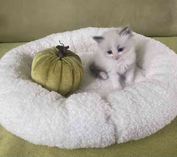 Ragdoll koťátka - foto 3