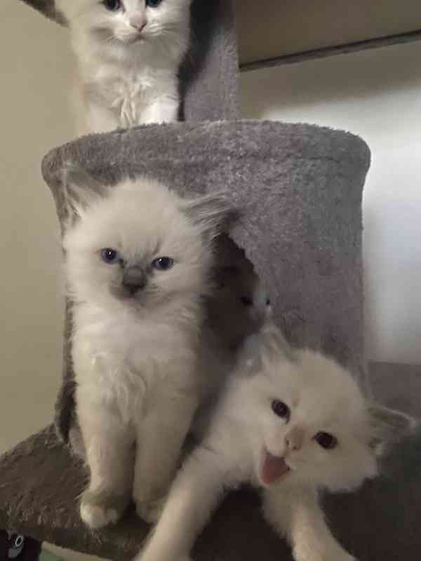 Ragdoll koťátka - foto 8