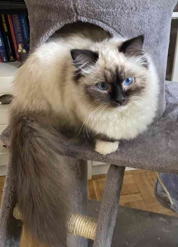 Ragdoll koťátka - foto 9