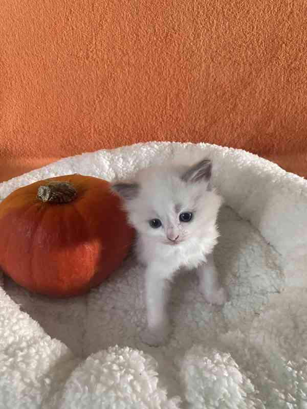 Ragdoll koťátka - foto 5