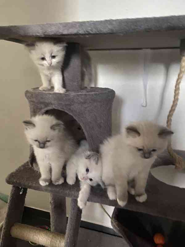 Ragdoll koťátka - foto 7