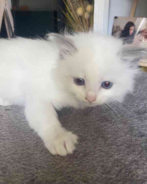 Ragdoll koťátka - foto 6