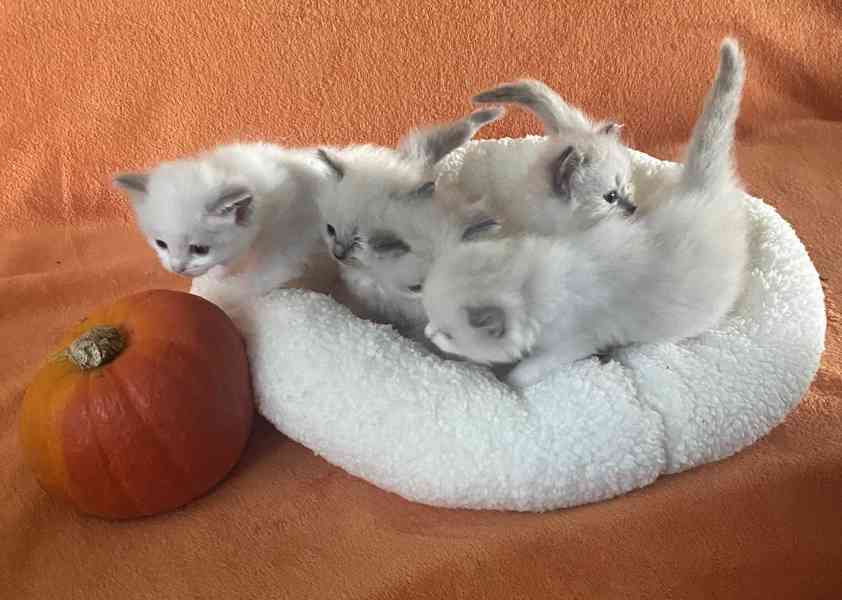 Ragdoll koťátka - foto 4