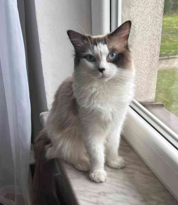 Ragdoll koťátka - foto 10