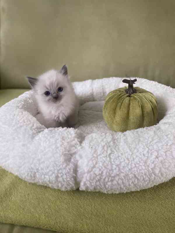 Ragdoll koťátka - foto 1