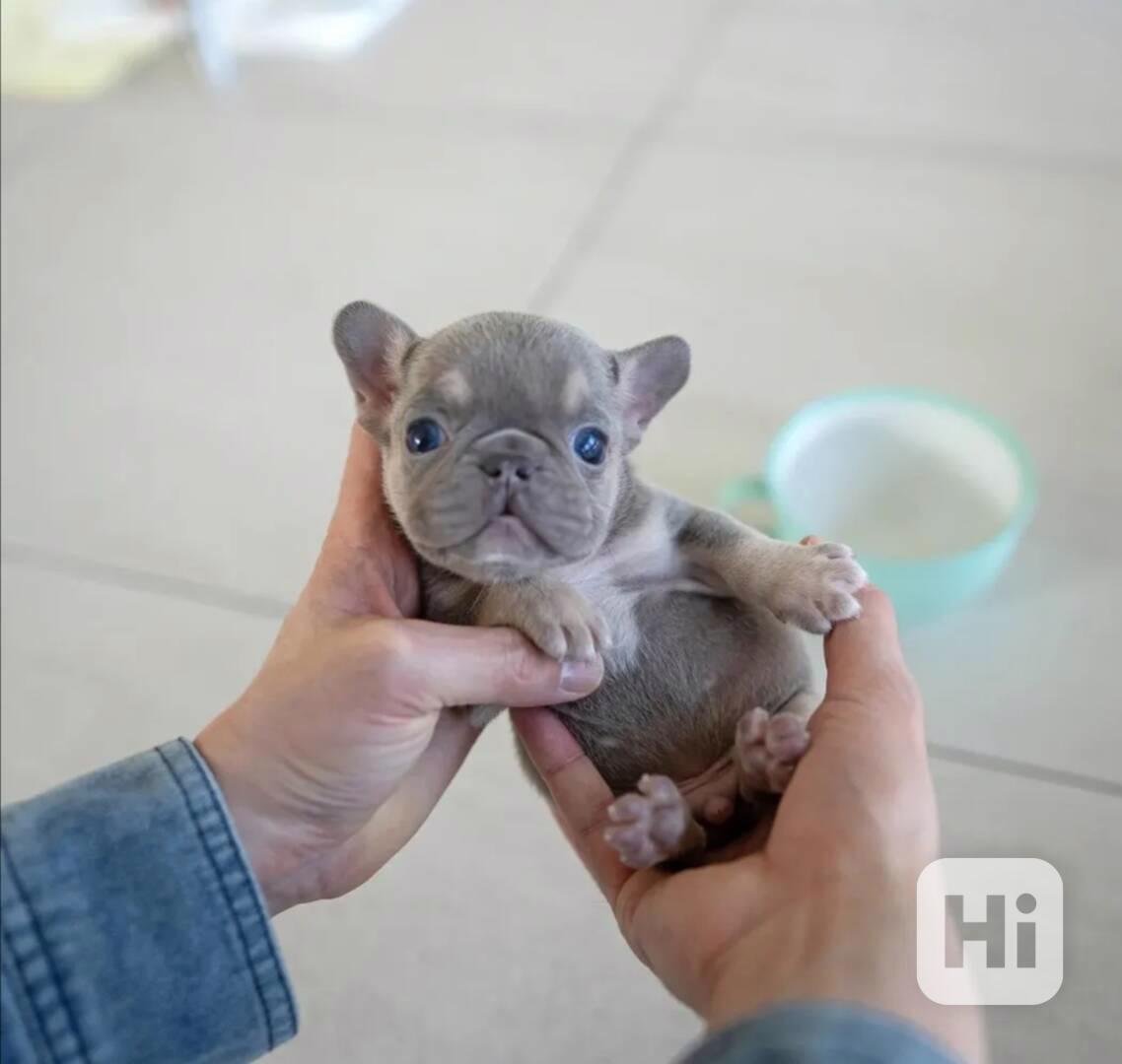 Francouzští buldočci k adopci - foto 1