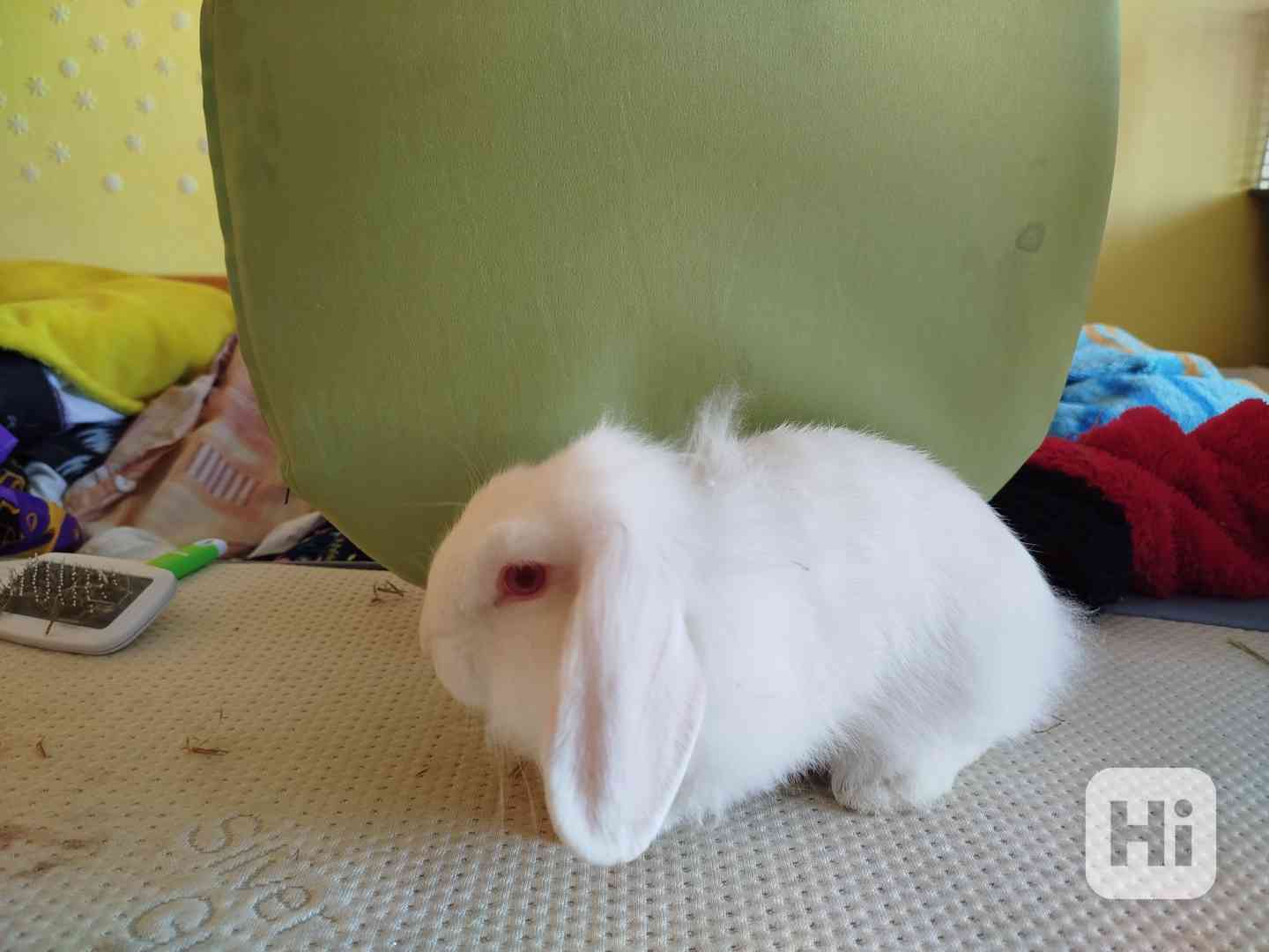 Králíček - foto 1