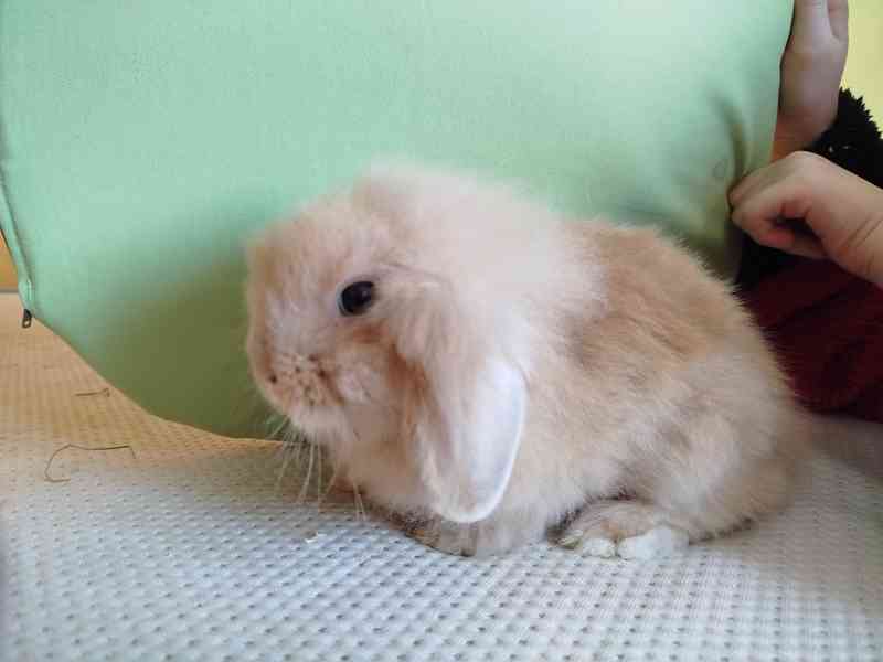 Králíček - foto 2