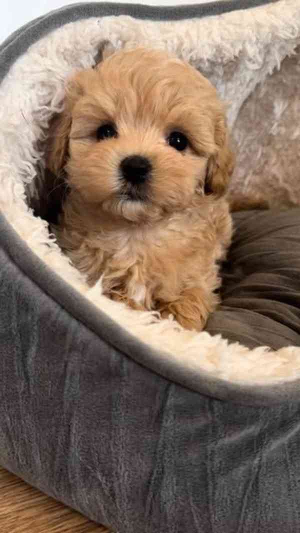 Máme na prodej štěňátka Maltipoo.  - foto 1