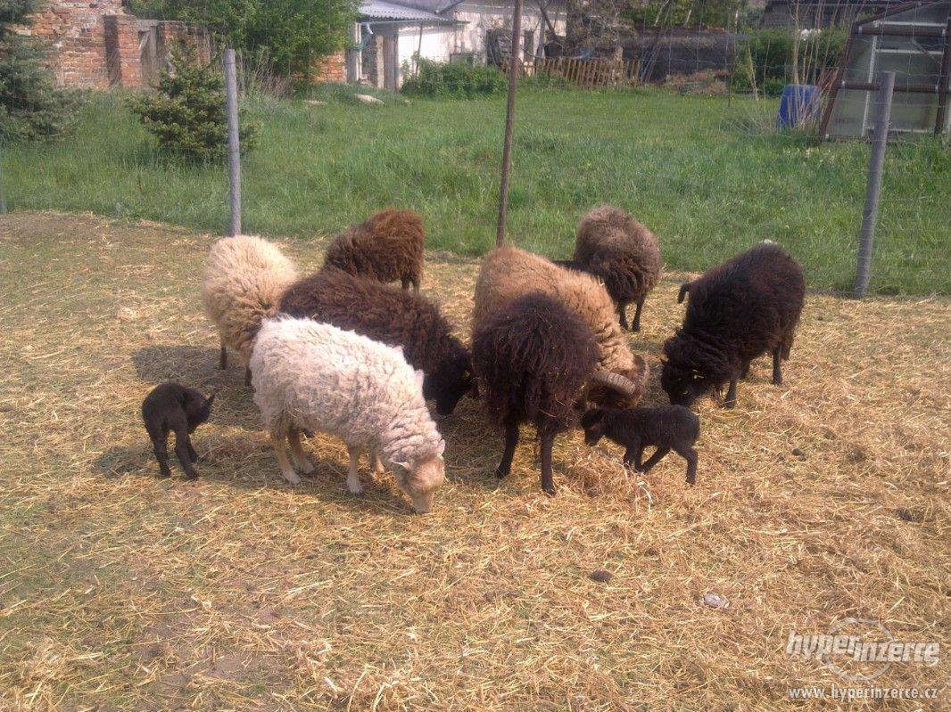 Ouessantská zakrslá ovce - cena za pár - foto 1