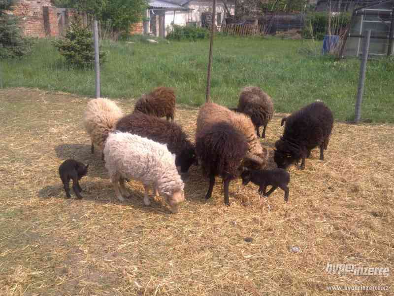 Ouessantská zakrslá ovce - cena za pár - foto 1