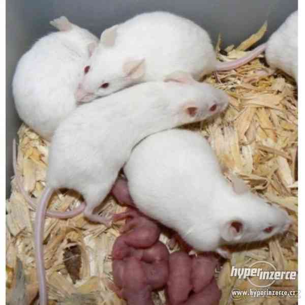 Myš bílá - foto 1