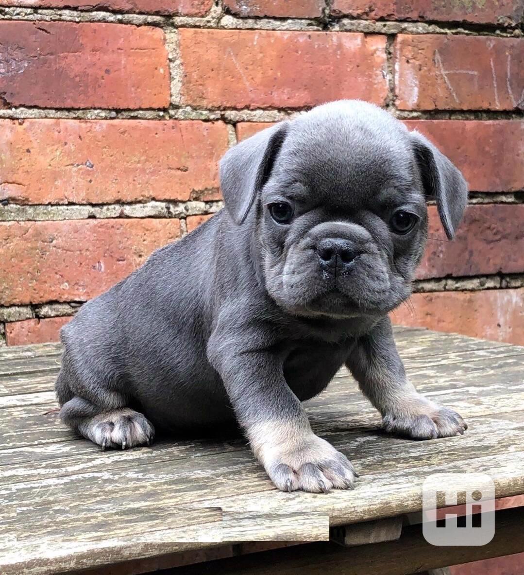 Roztomilá štěňata francouzského buldočka - foto 1