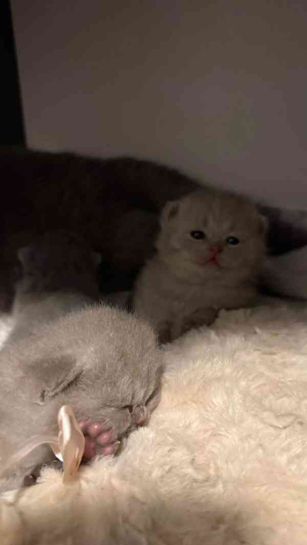 Britský kocourek ke krytí - foto 12