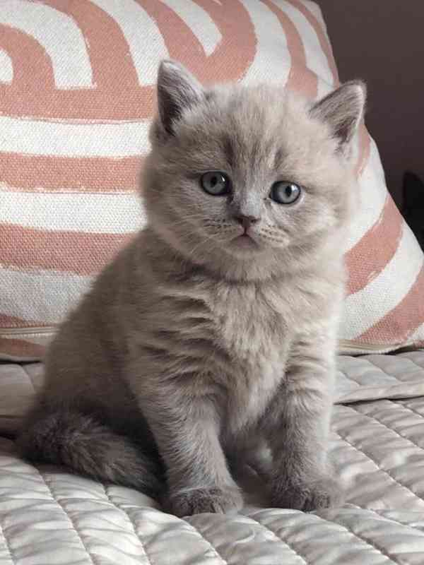 Britský kocourek ke krytí - foto 4