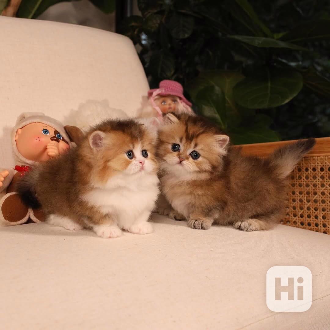 Koťátka britské krátkosrsté plemene munchkin, samci a samice - foto 1