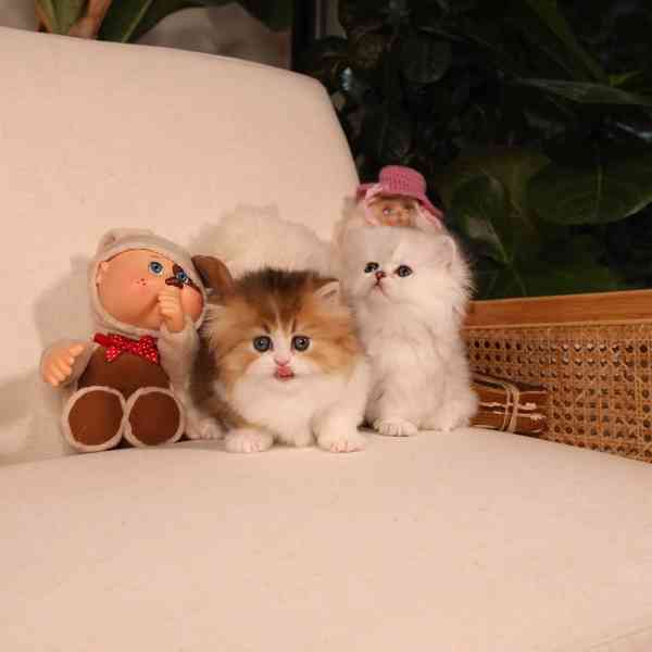 Koťátka britské krátkosrsté plemene munchkin, samci a samice - foto 2