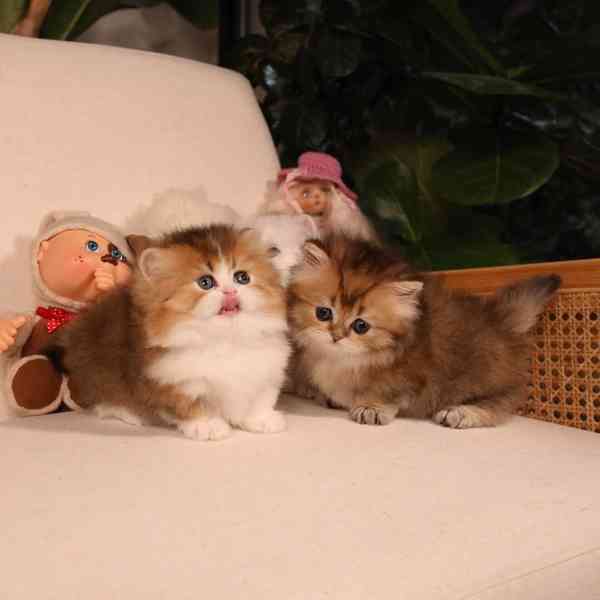 Koťátka britské krátkosrsté plemene munchkin, samci a samice - foto 3