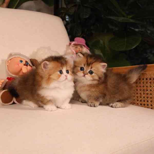 Koťátka britské krátkosrsté plemene munchkin, samci a samice - foto 1