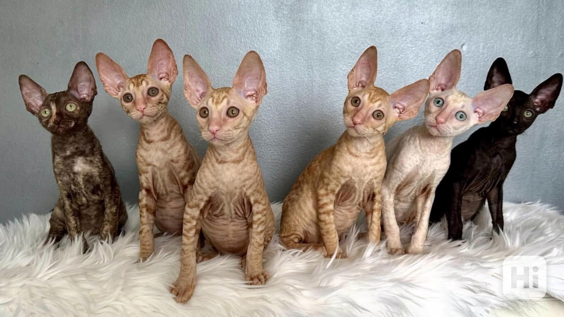 Roztomilé kotě Cornish Rex na prodej - foto 1