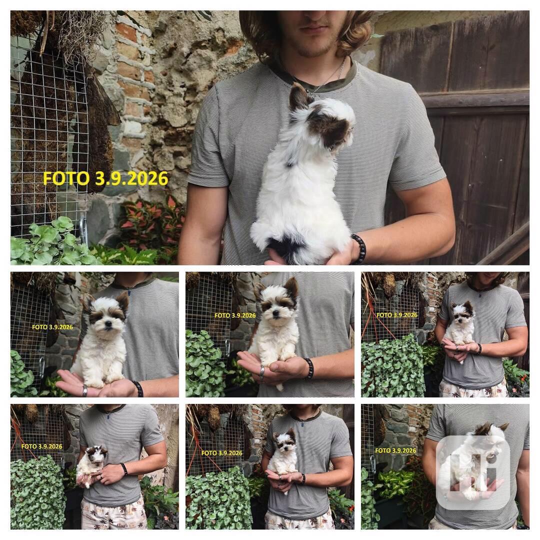 Biewer Yorkshire Terrier nádherný pejsek 10 týdnů - foto 1