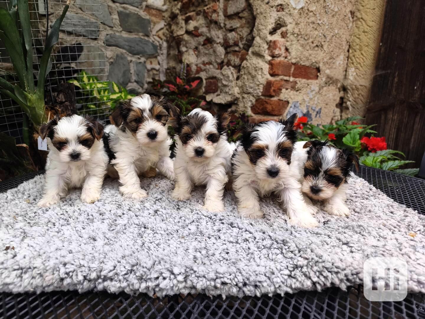 Biewer Yorkshire Terrier štěňátka - foto 1