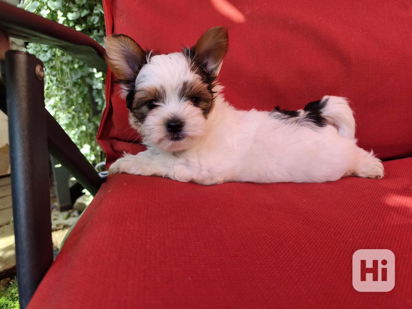 Biewer Yorkshire Terrier volný pejsek - foto 1