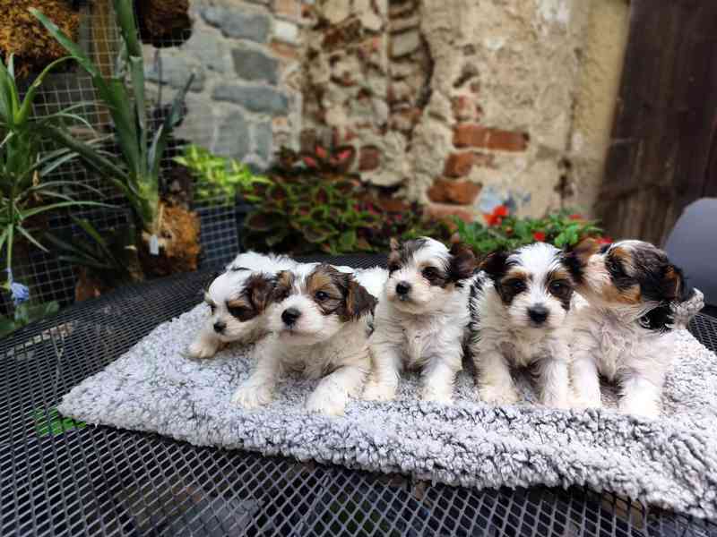 Biewer Yorkshire Terrier štěňátka - foto 9
