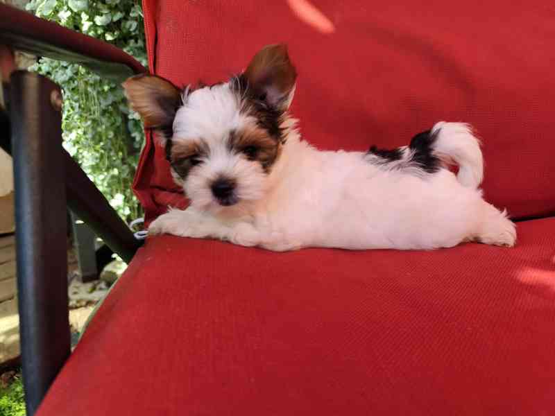 Biewer Yorkshire Terrier volný pejsek - foto 11