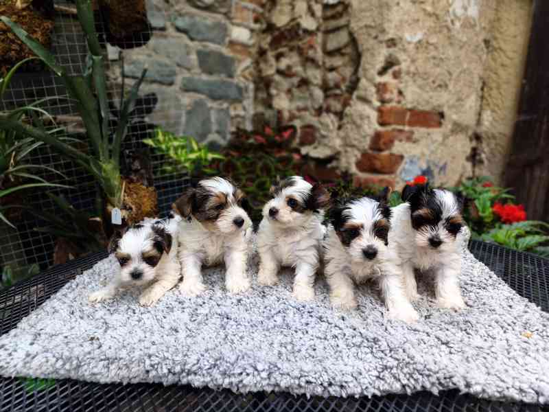 Biewer Yorkshire Terrier štěňátka - foto 2