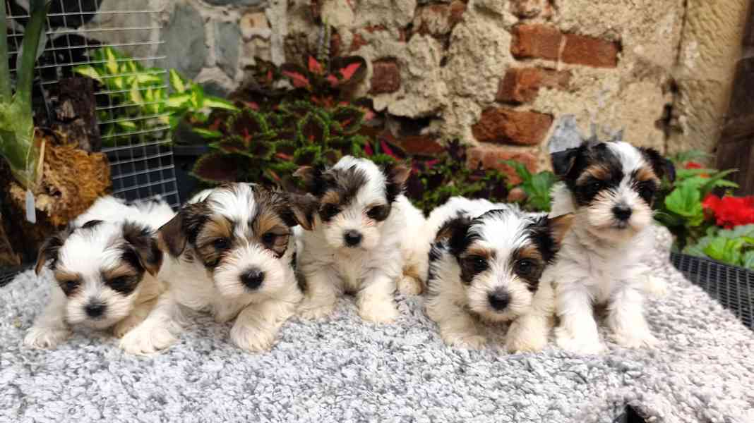 Biewer Yorkshire Terrier štěňátka - foto 7