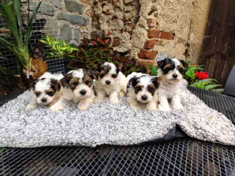 Biewer Yorkshire Terrier štěňátka - foto 6