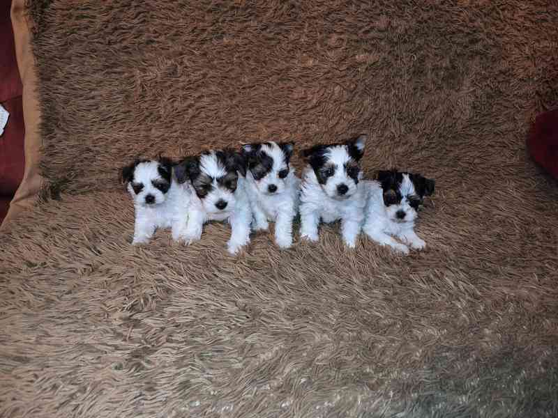 Biewer Yorkshire Terrier štěňátka - foto 8