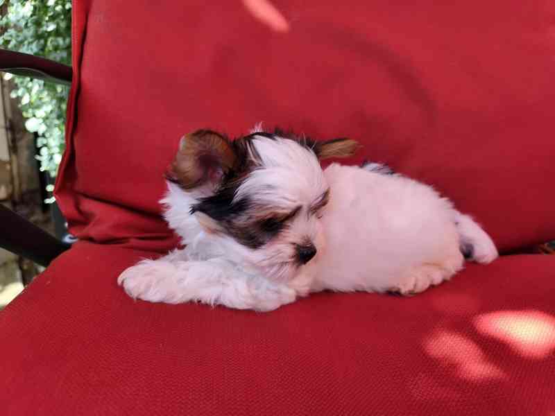 Biewer Yorkshire Terrier volný pejsek - foto 13