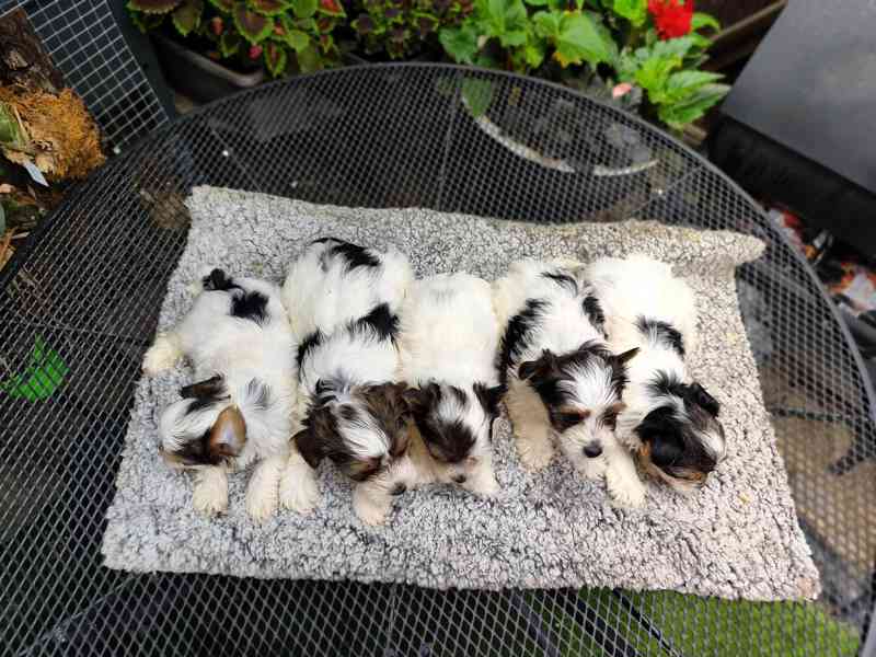 Biewer Yorkshire Terrier štěňátka - foto 3