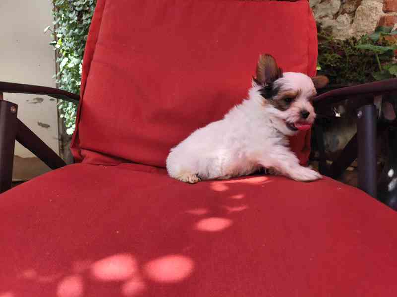 Biewer Yorkshire Terrier volný pejsek - foto 16
