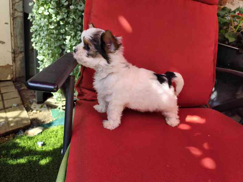 Biewer Yorkshire Terrier volný pejsek - foto 15