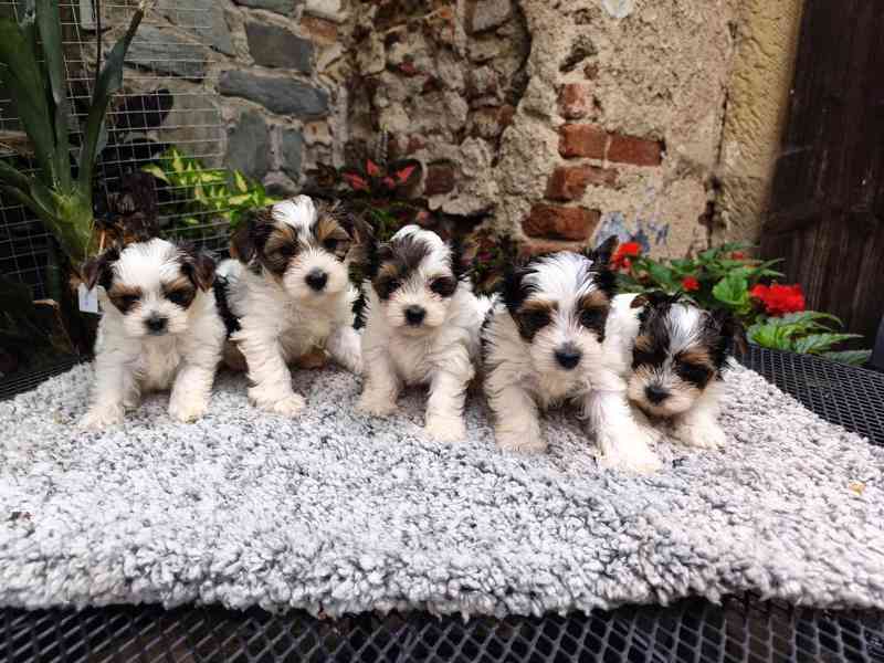 Biewer Yorkshire Terrier štěňátka - foto 1