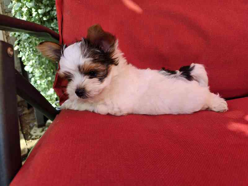 Biewer Yorkshire Terrier volný pejsek - foto 12