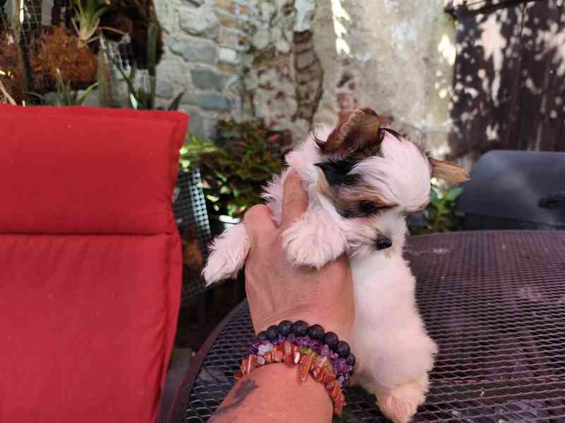 Biewer Yorkshire Terrier volný pejsek - foto 17