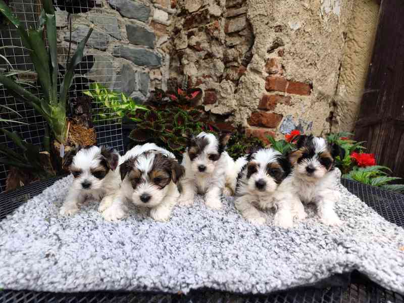 Biewer Yorkshire Terrier štěňátka - foto 10