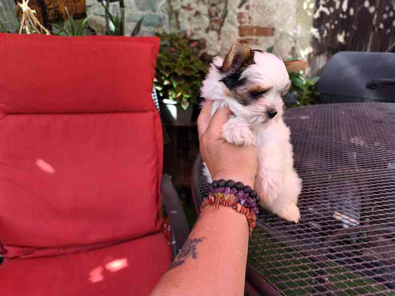 Biewer Yorkshire Terrier volný pejsek - foto 14