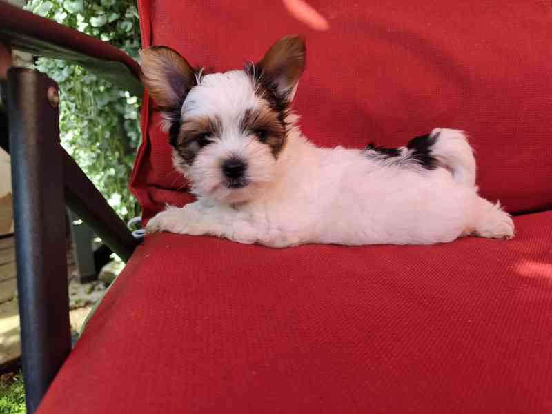 Biewer Yorkshire Terrier volný pejsek - foto 1