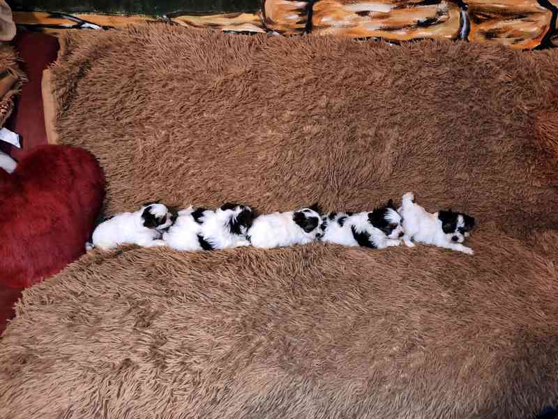 Biewer Yorkshire Terrier štěňátka - foto 4