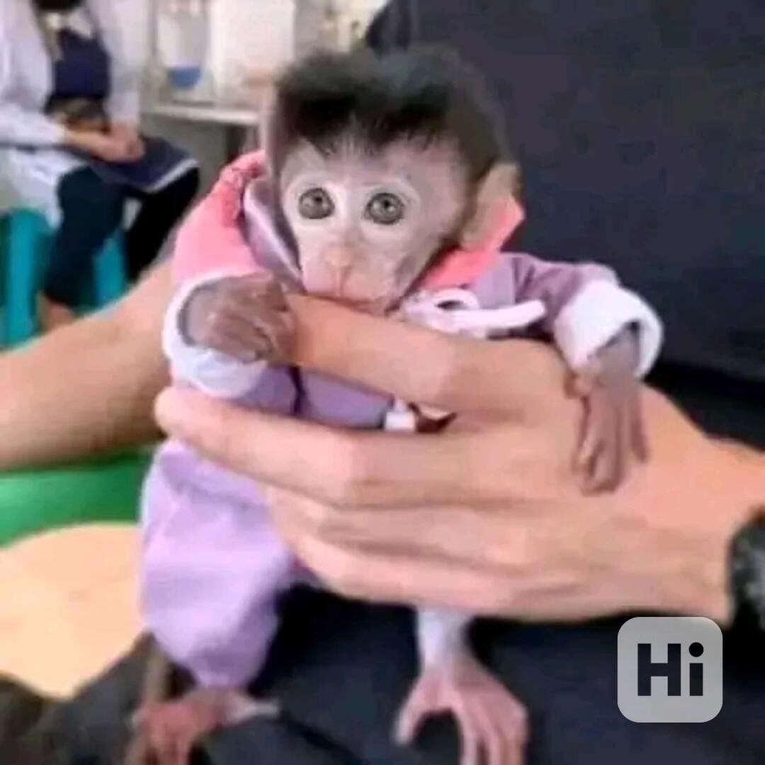  Dojemný kapucínský kamarád - foto 1