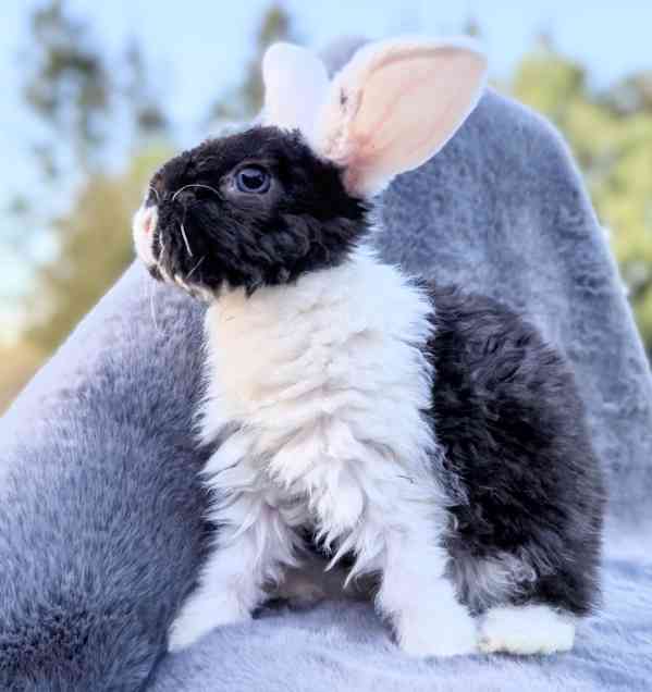 Zakrslý králik Rex beránek - foto 4