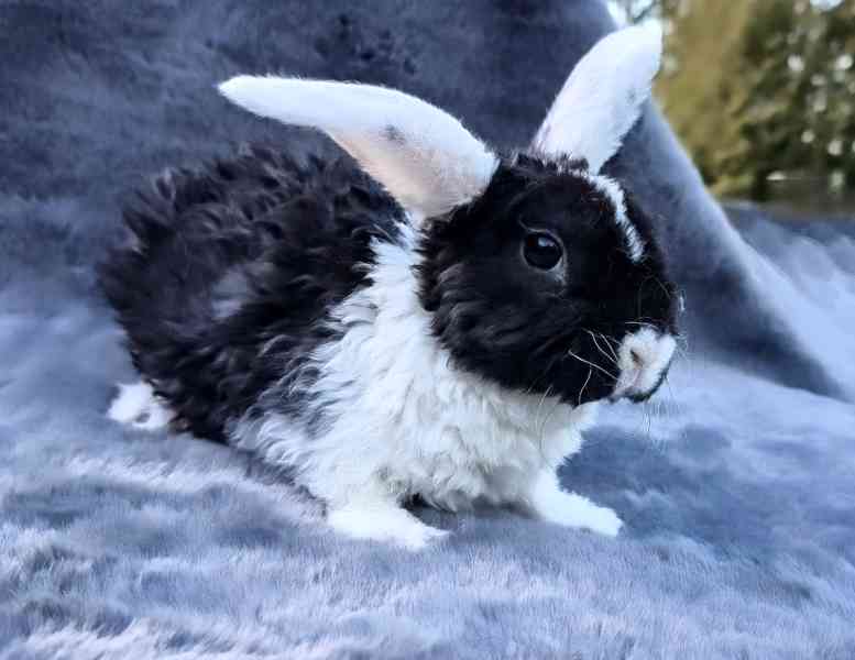 Zakrslý králik Rex beránek - foto 3