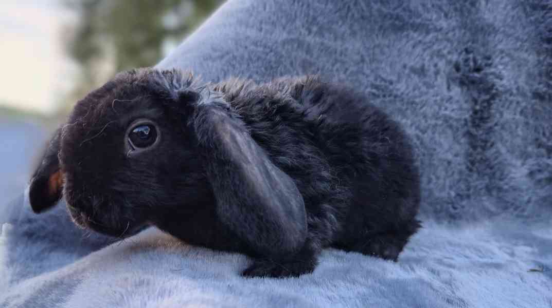 Zakrslý králik Rex beránek - foto 7