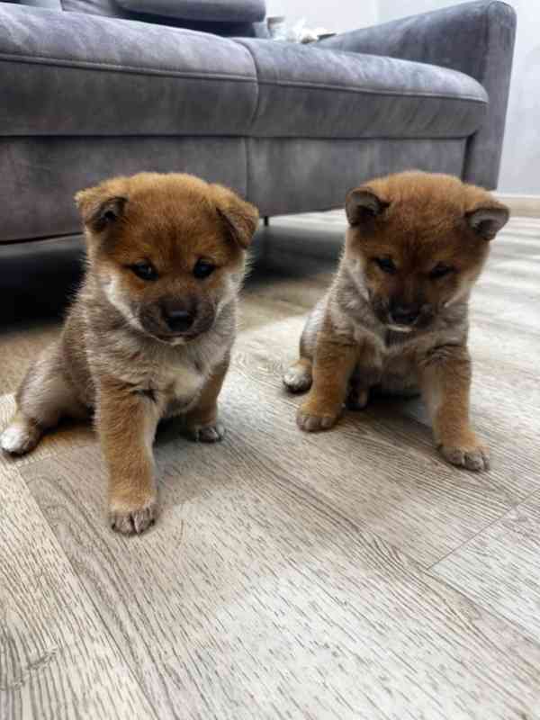 Shiba Inu s PP k adopci - foto 3