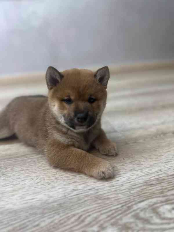 Shiba Inu s PP k adopci - foto 2